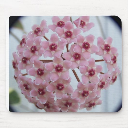 Hoya carnosa Tricolor Mousepad Muismat (Voorkant)