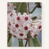 Hoya Fleurs Plantes Carnet Floral (Devant)