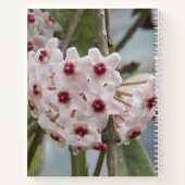 Hoya Fleurs Plantes Carnet Floral (Dos)