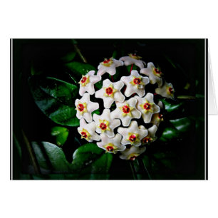 Hoya-kaart (wasmachine)