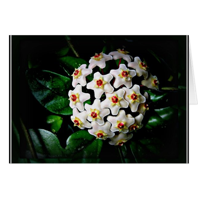 Hoya-kaart (wasmachine) (Voorkant Horizontaal)