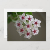 Hoya lanceolata ssp. bella briefkaart (Voorkant / Achterkant)