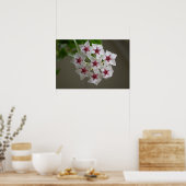 Hoya lanceolata ssp. bella poster (Keuken)