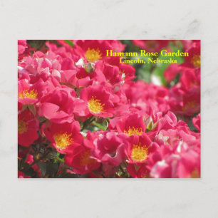 HRG Carefree Spirit Rose Carte postale #315n 0315