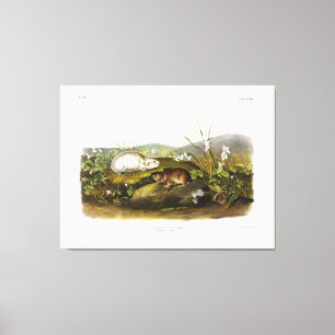 Hudson's Bay (Ungava Collared) Lemming van Audubon Canvas Afdruk