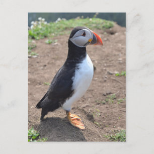 'Huffin' Puffin' van Mike Paget Briefkaart