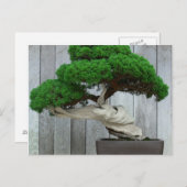 Huge Juniper Bonsai Briefkaart (Voorkant / Achterkant)