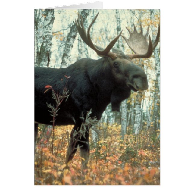Huge Moose (Voorkant)