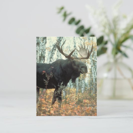 Huge Moose Briefkaart (Staand voorkant)