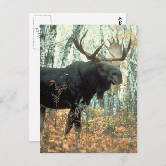 Huge Moose Briefkaart (Voorkant / Achterkant)