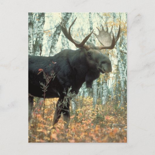 Huge Moose Briefkaart (Voorkant)