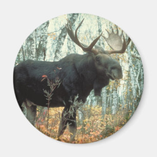 Huge Moose Magneet