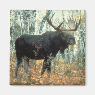 Huge Moose Magneet