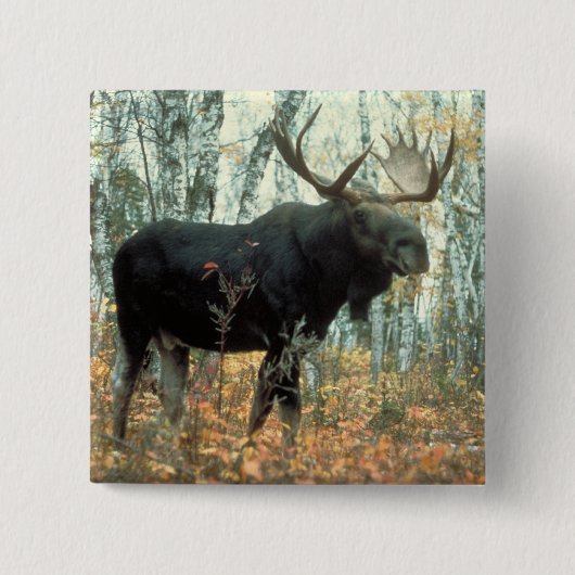 Huge Moose Vierkante Button 5,1 Cm (Voorkant)