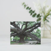 HUGE Oak Tree Jacksonville Florida Briefkaart (Staand voorkant)