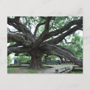 HUGE Oak Tree Jacksonville Florida Briefkaart