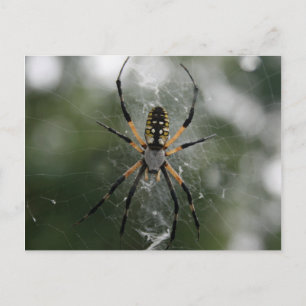 Huge Spider / Geel & Zwarte Argiope Briefkaart