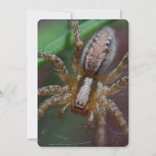 Huge Spider Kaart (Voorkant)