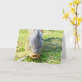 Huh? - Carp Close up Kaart (Gele Bloem)