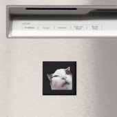 Huh! Cat Meme Magneet (Insitu (Vaatwasser))