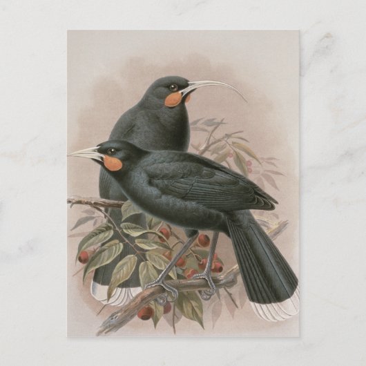Huia Briefkaart (Voorkant)
