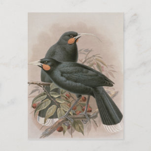 Huia Briefkaart