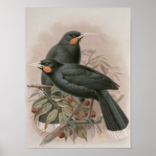 Huia Poster