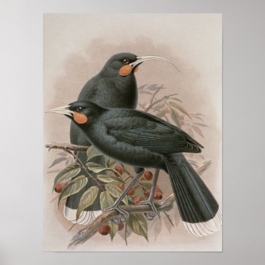 Huia Poster (Voorkant)