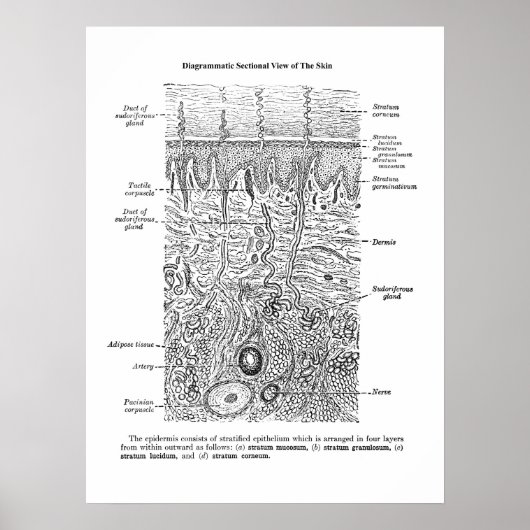Huid Anatomie Dermatologie Decor Print 1 (Voorkant)