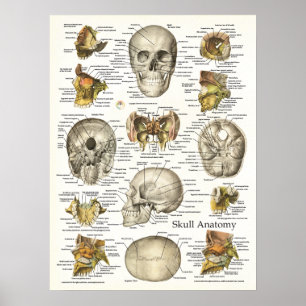 Huid Anatomie Poster 18 X 24