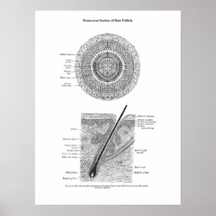Huid en Haar Anatomie Print 3 Decor Gift