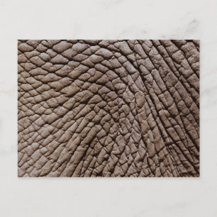 Huid van Afrikaanse olifanten (Loxodonta africana) Briefkaart