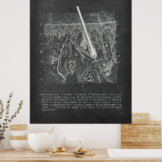 Huidanatomie Sectioneel Uitzicht Dermatologist Dec Poster (Keuken)