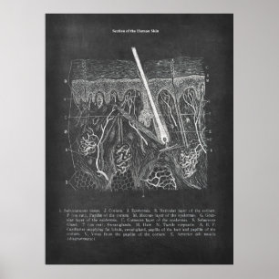 Huidanatomie Sectioneel Uitzicht Dermatologist Dec Poster