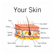 Huidhaaranatomiegrafiek
