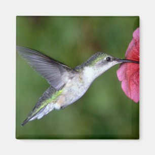 Huidtrommelvogel (vrouw) met petunia magneet
