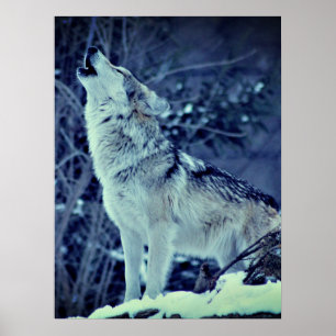 Huilende Wolf Winter Woud Poster