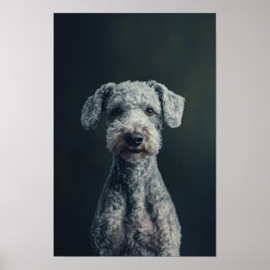Huisdier Grooming Salon Bedlington Terrier Portret Poster