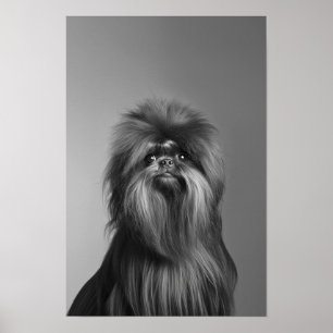 Huisdier Grooming Salon Boutique Affenpinscher Por Poster