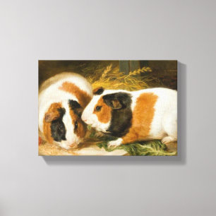 Huisdieren Cavia's Feeding (door James Ward) Canvas Afdruk
