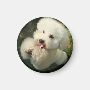 Huisdieren, hond, poedel magneet