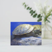 huisdierenwinkel schildpad briefkaart (Staand voorkant)