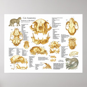 Huishoudelijke kat Anatomie Poster