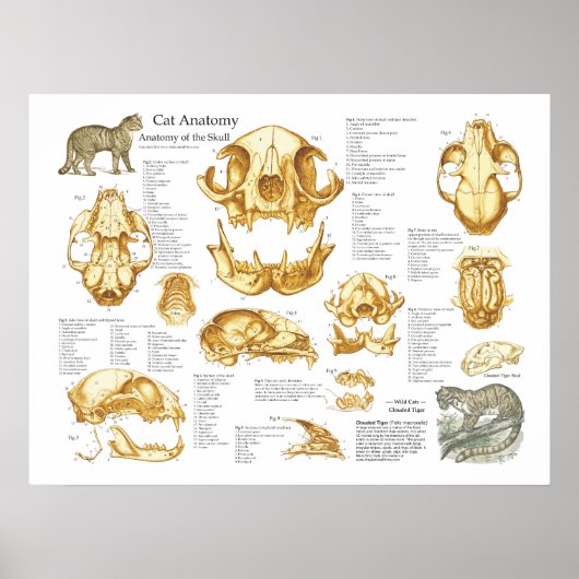 Huishoudelijke kat Anatomie Poster (Voorkant)
