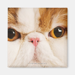 Huishoudelijke kat. Calico Harlequin Persian Dicht Magneet