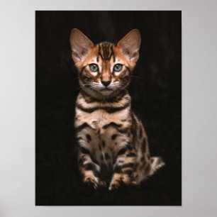 Huishoudelijke kat Kitten Leopard Spots Poster