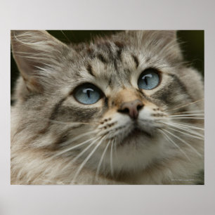 Huishoudelijke kat poster
