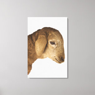 Huishoudelijke lammeren canvas afdruk