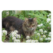 Huishoudelijke, langkorrelige katten magneet (Horizontaal)