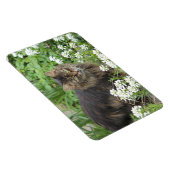 Huishoudelijke, langkorrelige katten magneet (Rechterzijde)